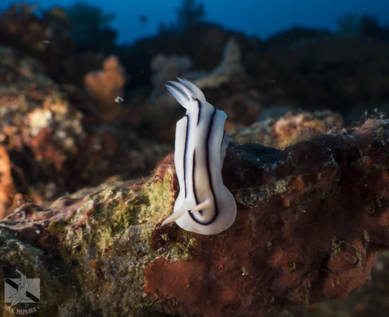 Carousel - image Carousel - image