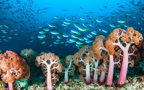 Carousel - image Carousel - image