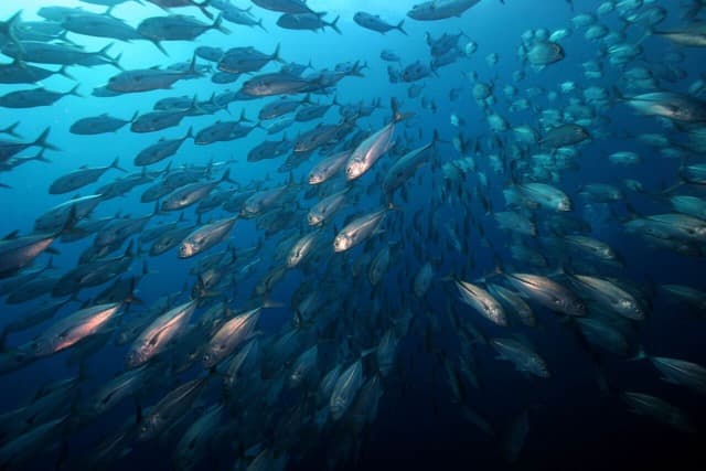 Carousel - image Carousel - image