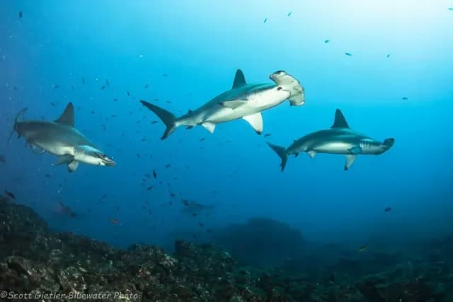 Bluewater Mexico Adventure Packages Bluewater Mexico Adventure Packages