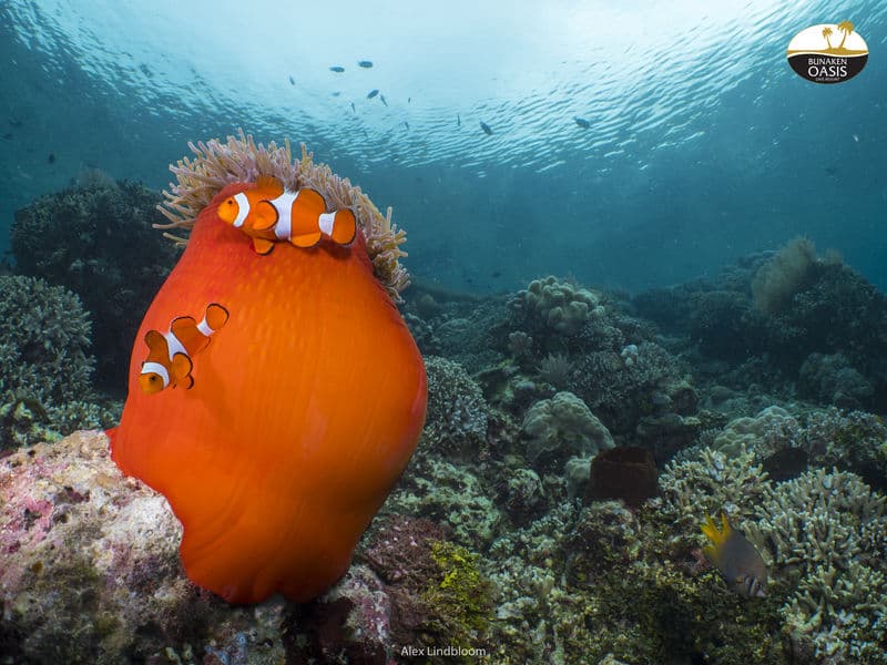 Carousel - image Carousel - image