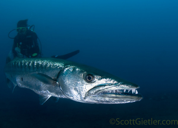 Diving in Bali with a Barracuda