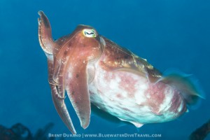 cuttlefish-padang-bai-durand
