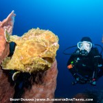 Quinn and Frogfish