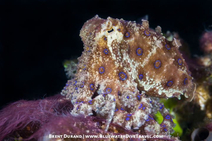 Large Frogfish in Bali