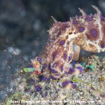 Blue-Ringed Octopus with Prey