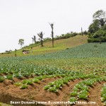 Farming on the hillsides of Mahawu