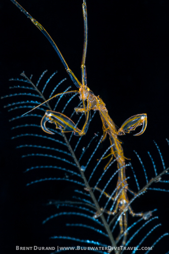 Bali Skeleton Shrimp
