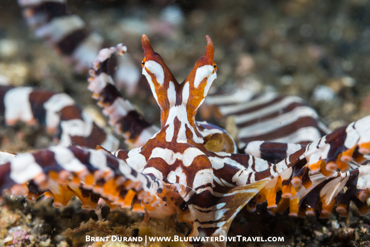 Lembeh Wonderpus Octopus