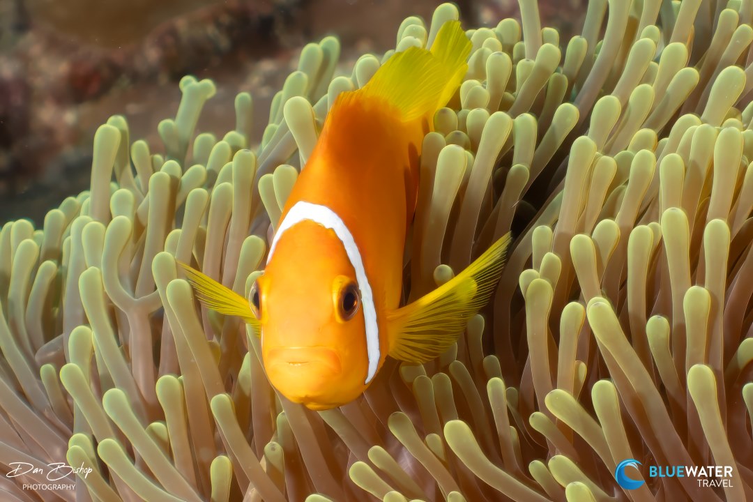 An anemone fish peeks out from its anemone in the Maldives