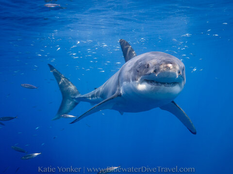 guadalupe island