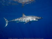 Great White Shark Diving Guadalupe