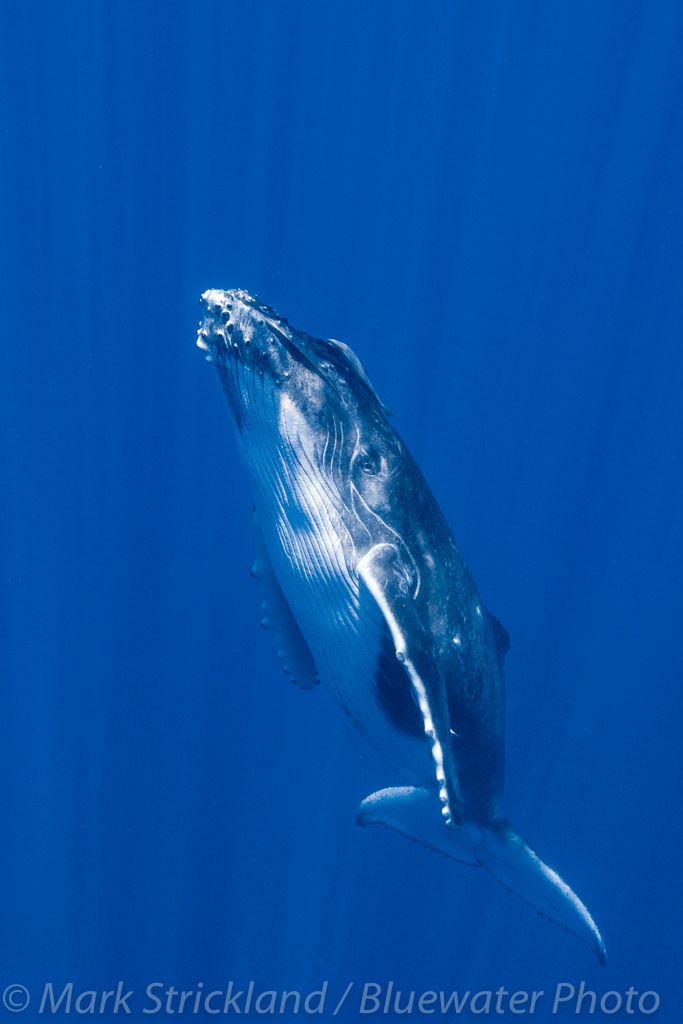 A humpback whale in Moorea
