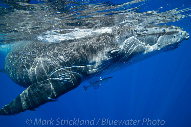 A humpback whale breaks the water surface in Moorea