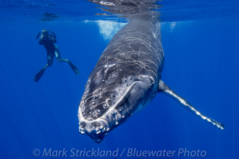 swimming with humpback whales