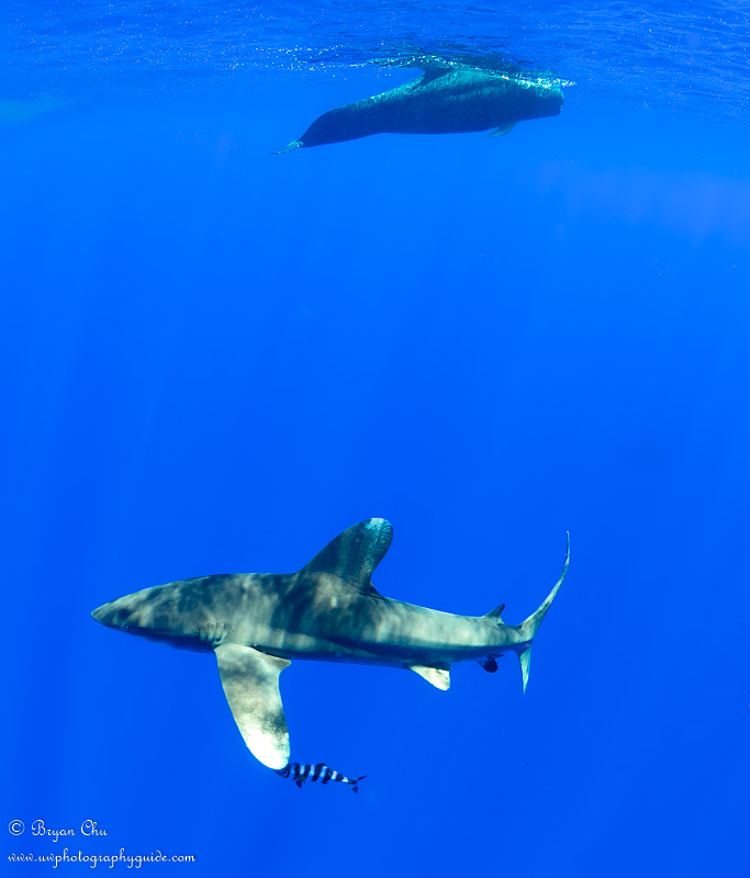 oceanic whitetip shark