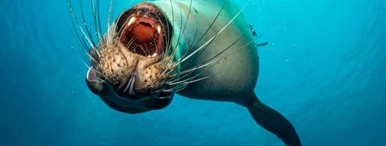 A sea lion opens its mouth in front of a photographer in Sea of Cortez