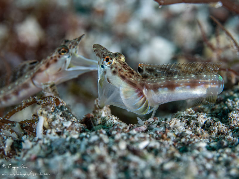 Fighting pike blennies at the Sea of Cortez, photo by Bryan Chu