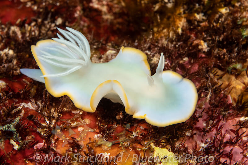 Muck diving in Milne Bay