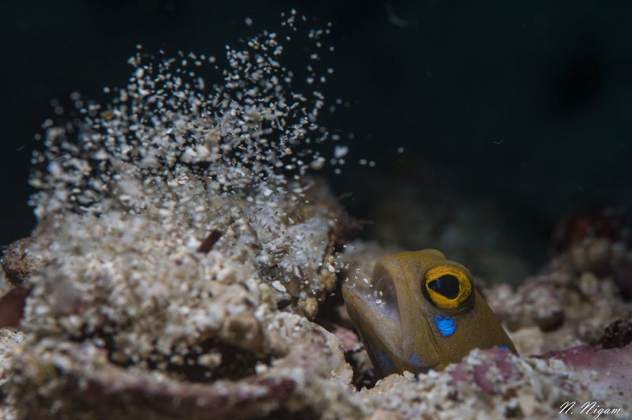 Sea of Cortez diving