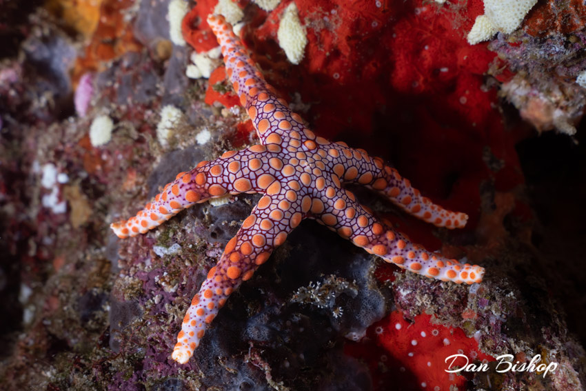 Fiji underwater photo