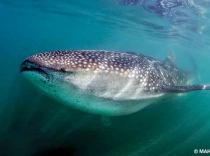 best whale shark swims in the world - bahia de los angeles