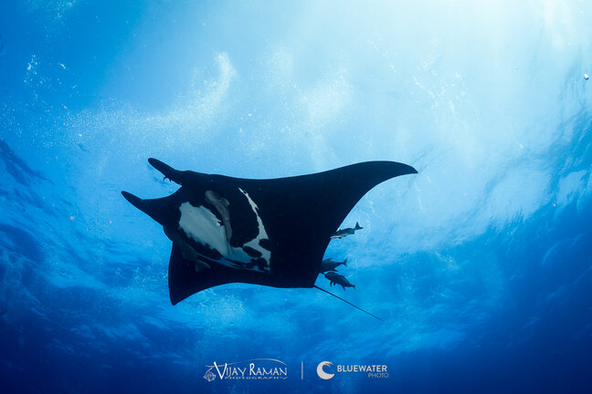 Manta Valley  Diving with giant manta rays in Cancún, Mexico