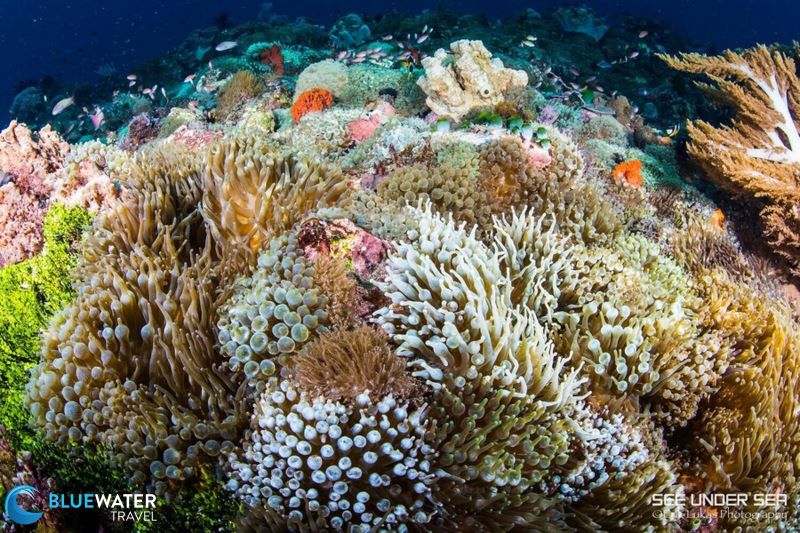 Corals in Alor, Indonesia