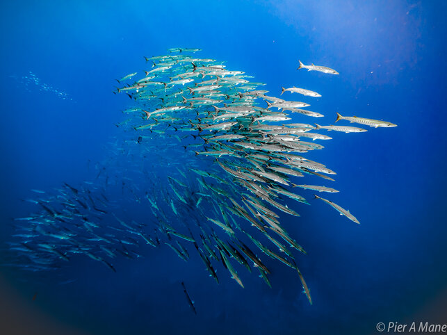 Large school of barracuda during a safety stop