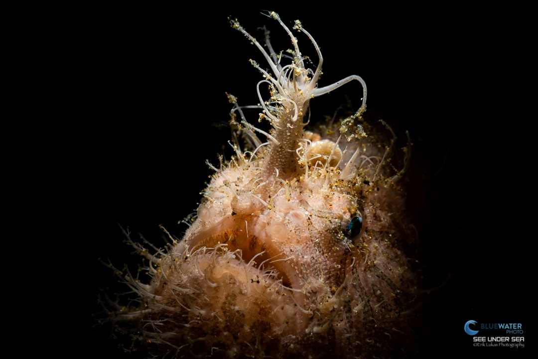 A hairy frogfish in Anilao