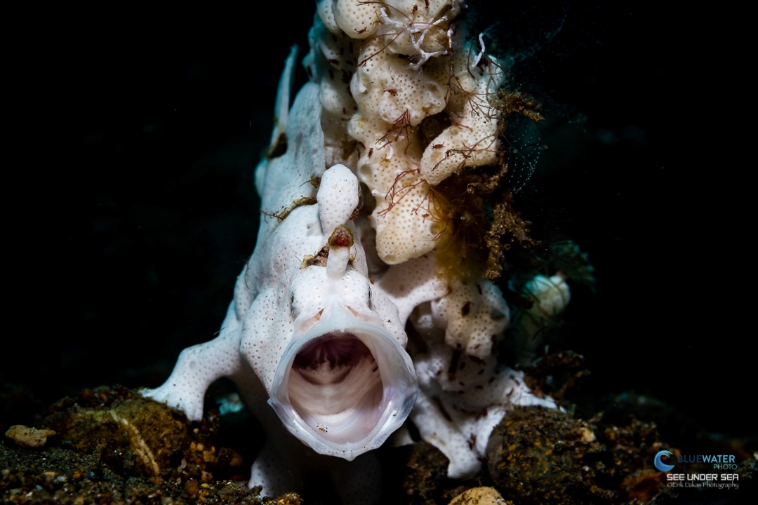 Frogfish in Anilao, Philippines