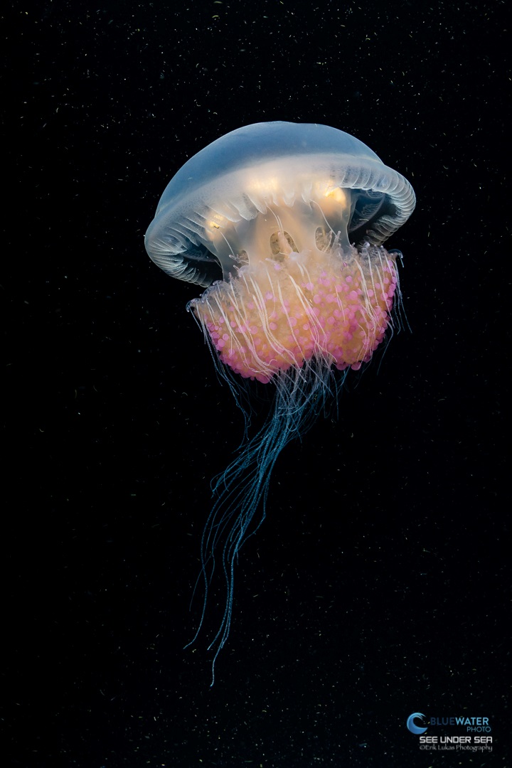 Jellyfish in Anilao, Philippines