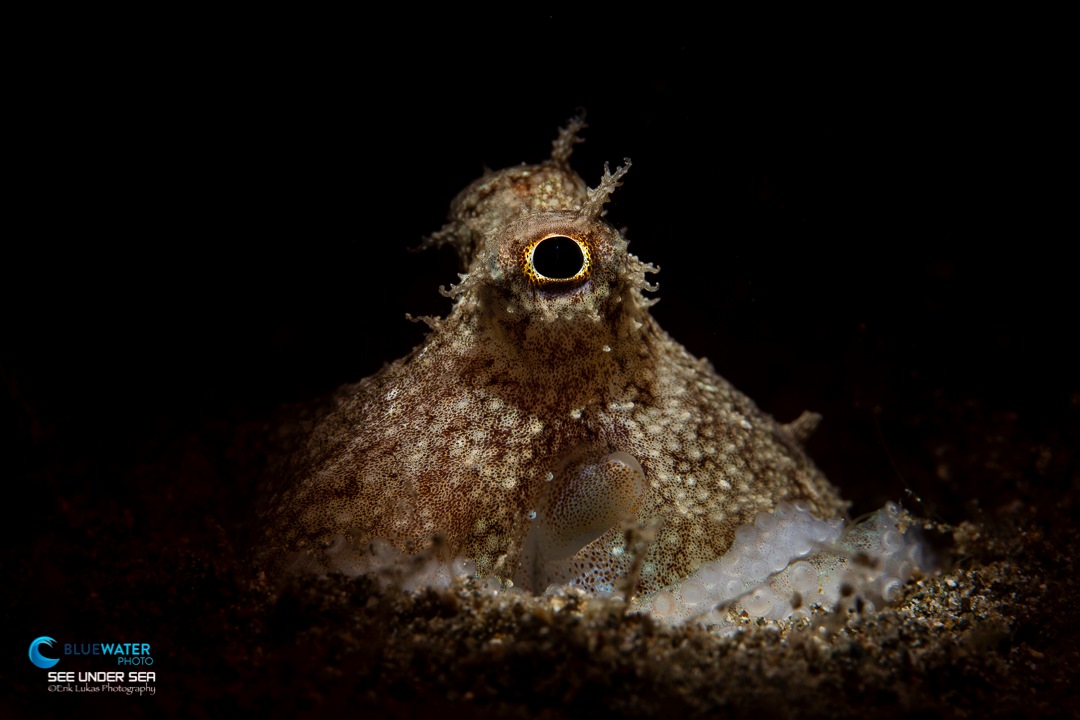 An octopus in Anilao