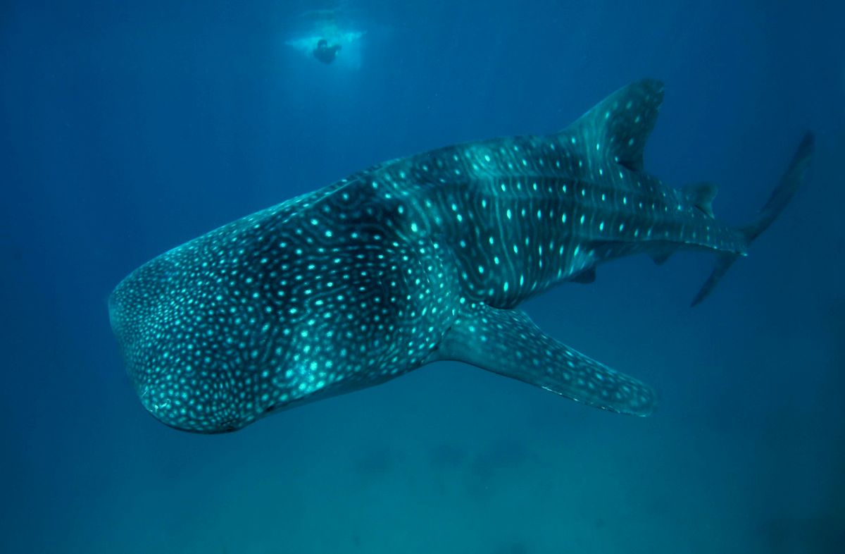 Whale Shark