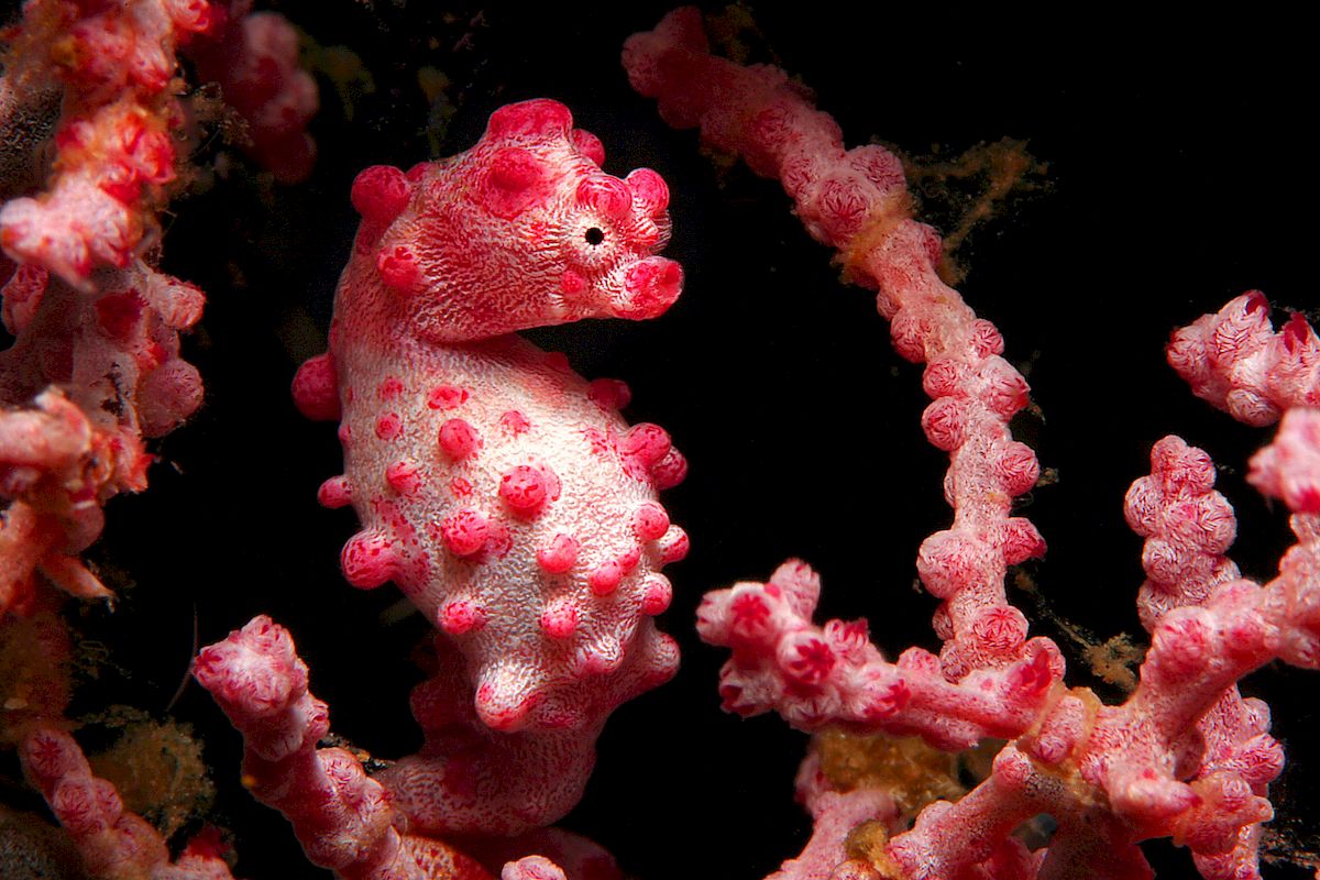 Pygmy Seahorse