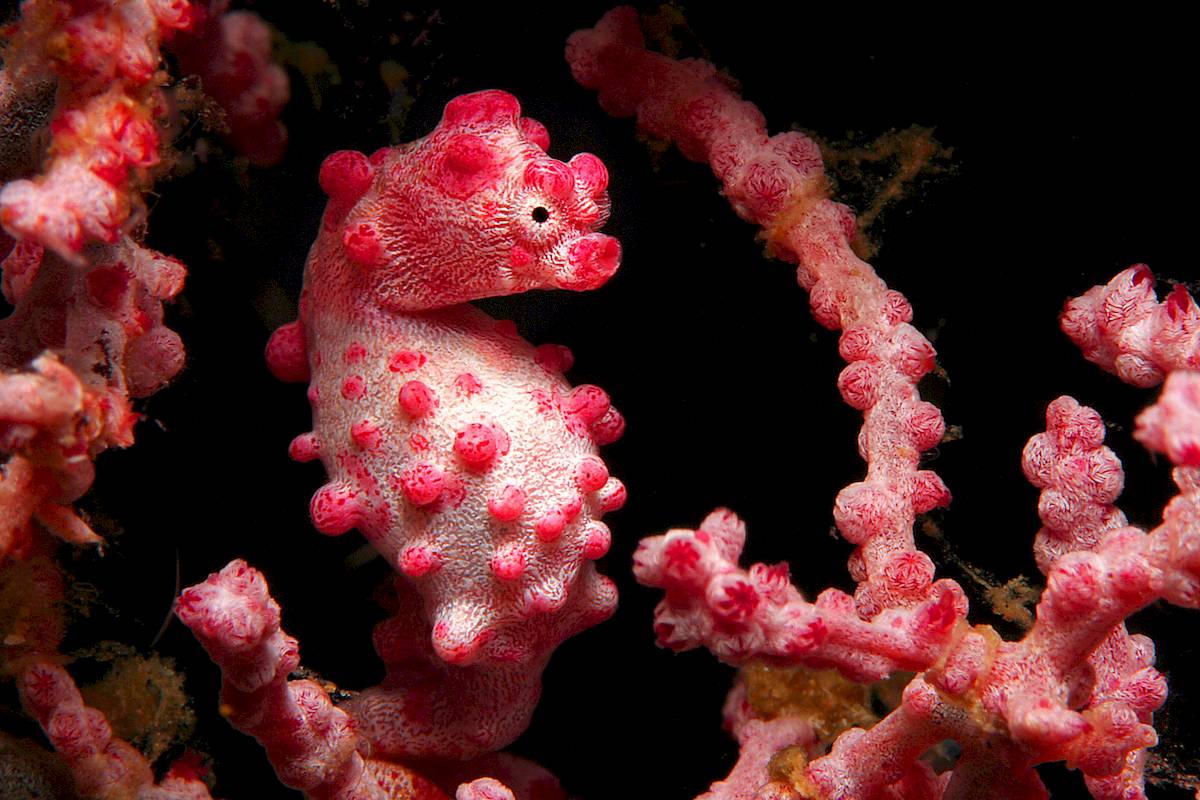 pygmy seahorse