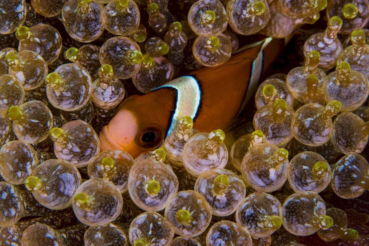 scuba diving puerto galera