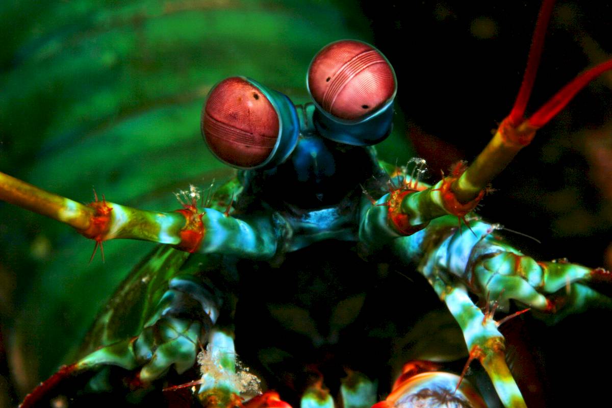 mantis shrimp