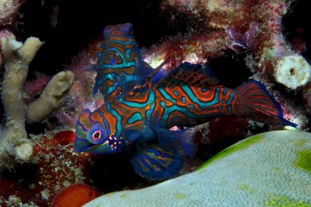 mandarin fish