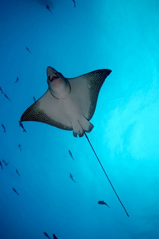 eagle ray