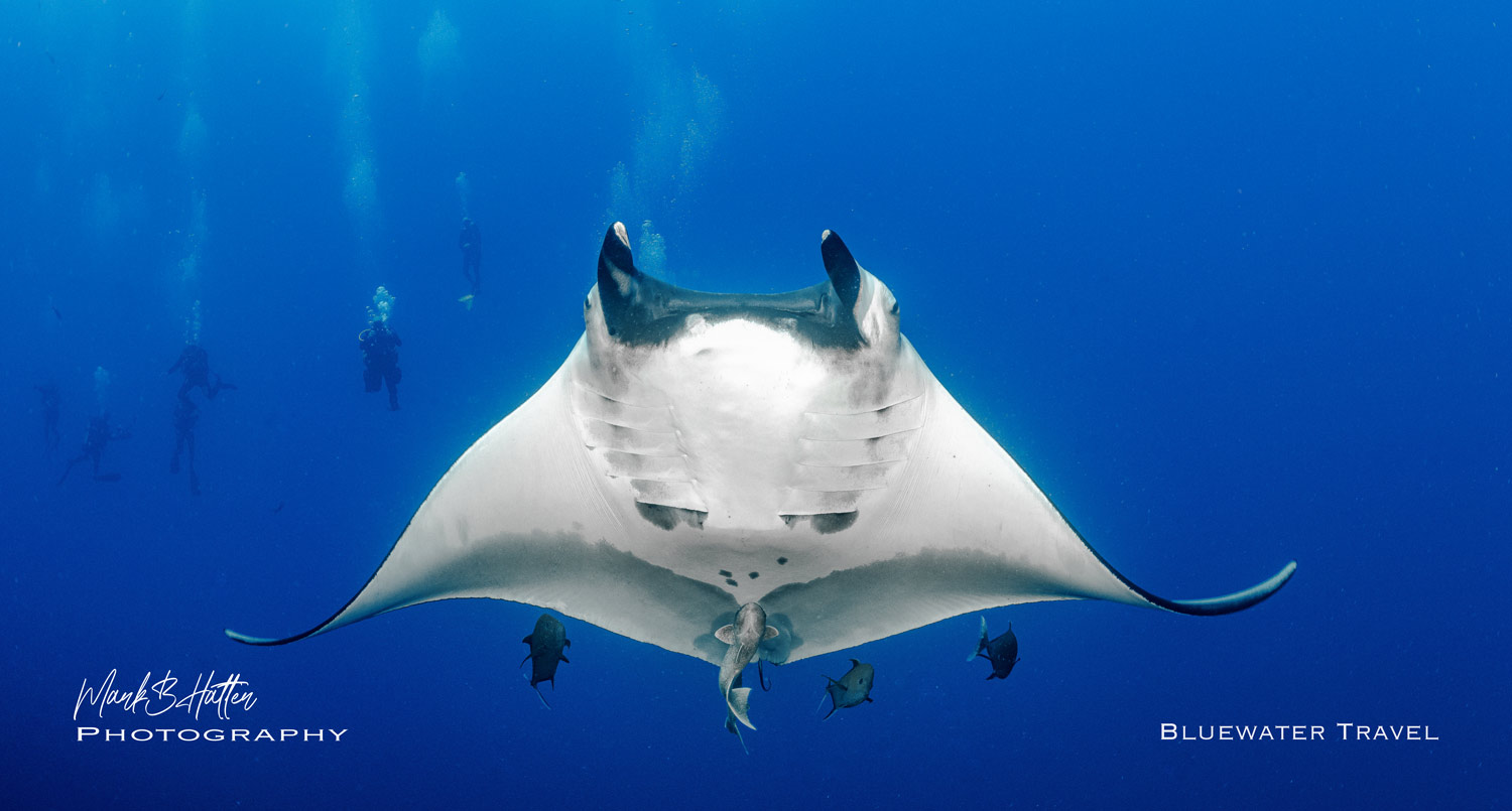 Divers observe a manta ray in Socorro Islands