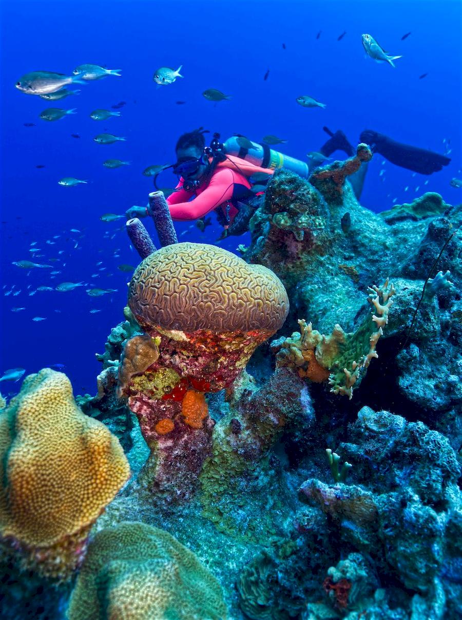 Bonaire diving
