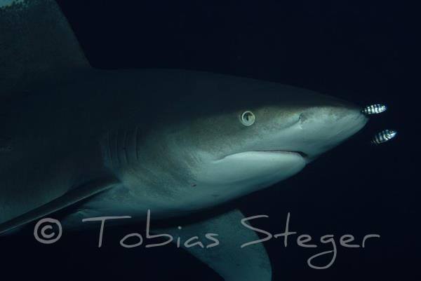red sea shark diving
