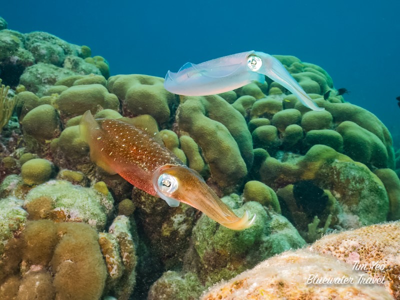 Squid in Bonaire