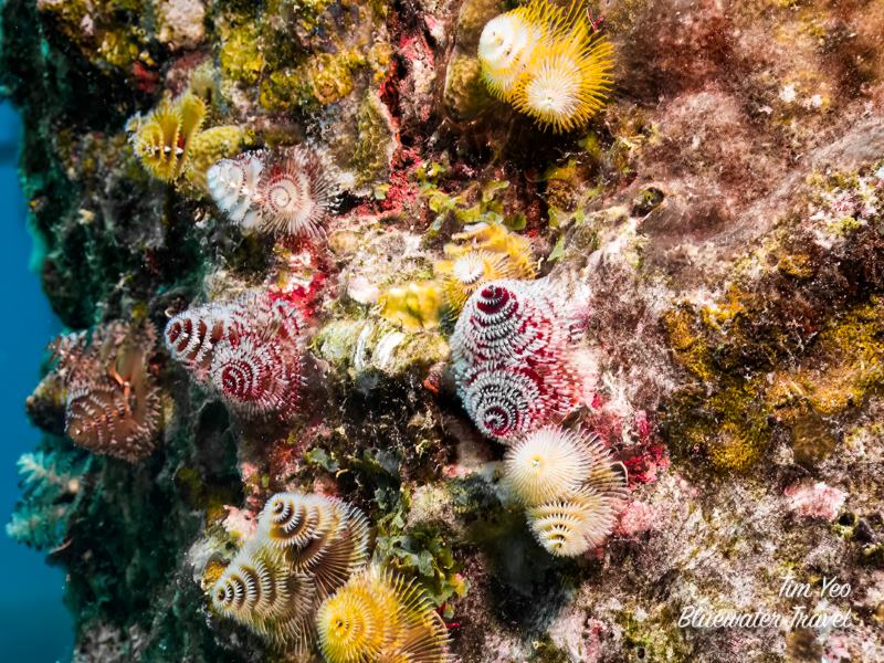 Christmas tree worms in Bonaire