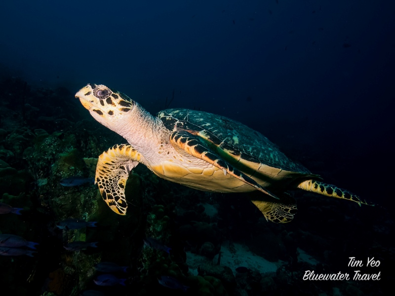 Sea turtle in Bonaire