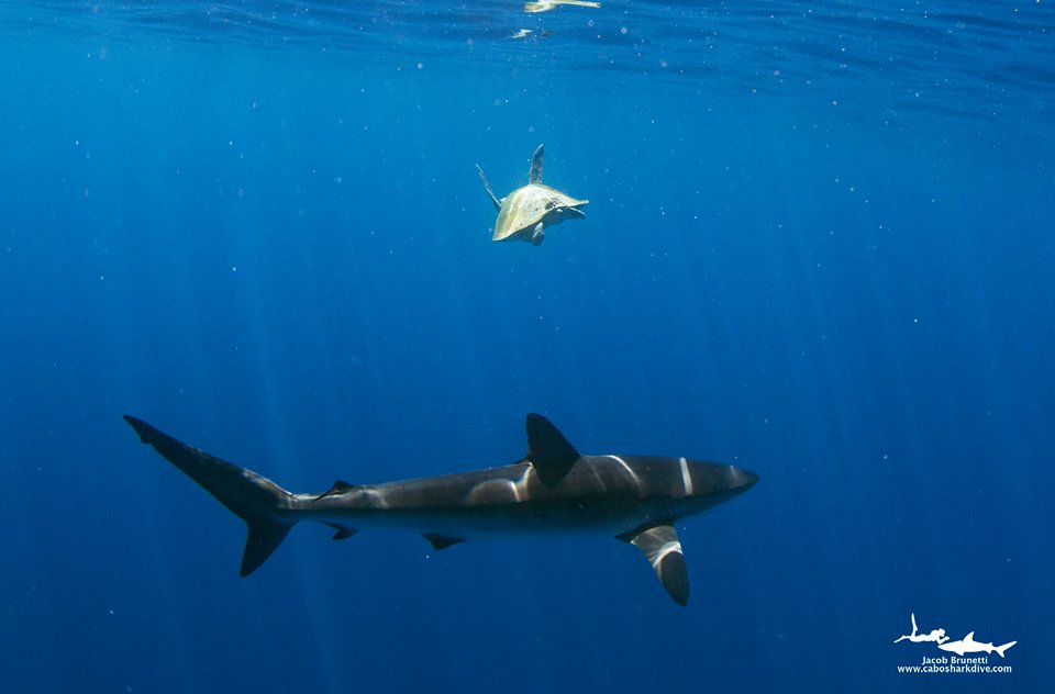Cabo Shark Dive