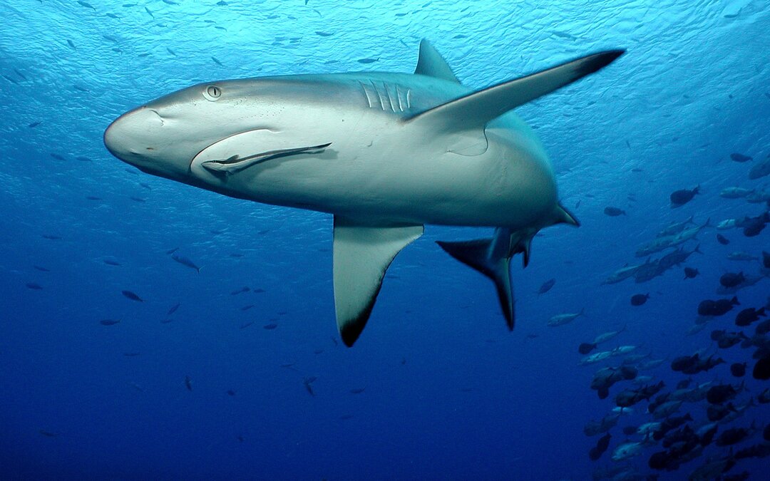 A shark swims in Fiji