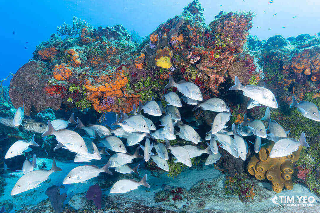 An underwater view of Cozumel's coral reef