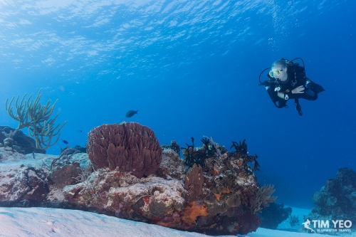 Cozumel Best Dive Sites